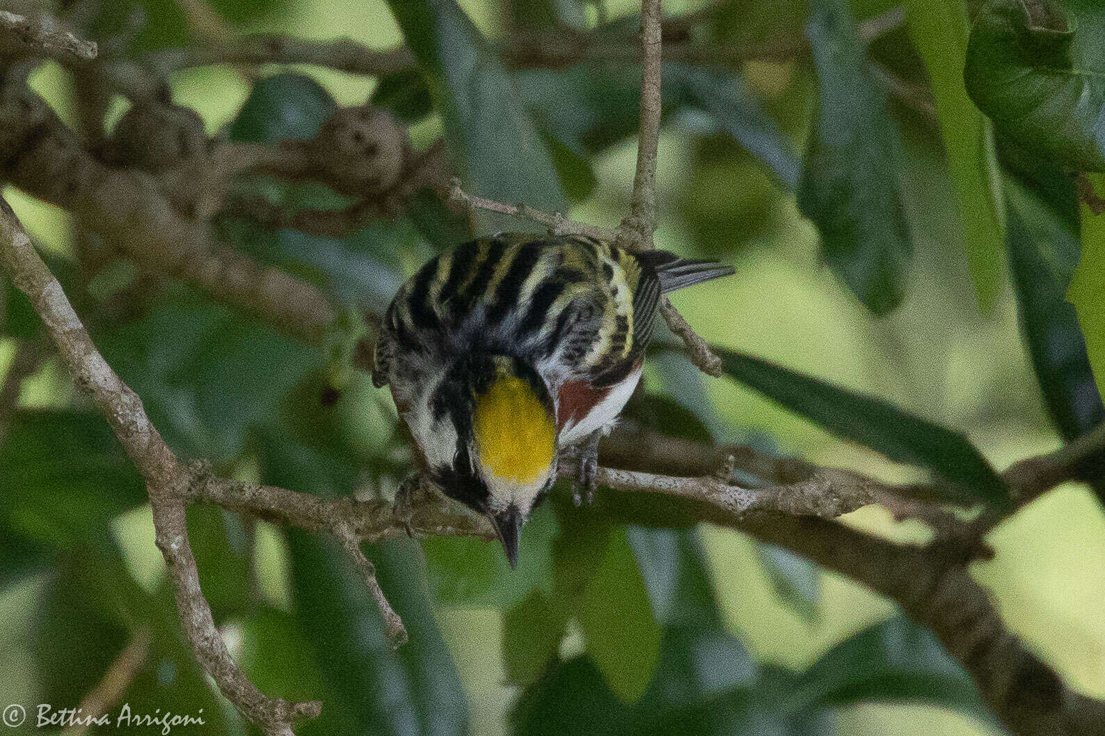 Image of Chestnut-sided Warbler