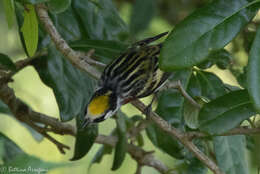 Image of Chestnut-sided Warbler