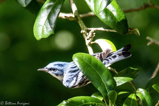 Image of Cerulean Warbler