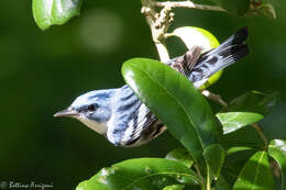 Image of Cerulean Warbler