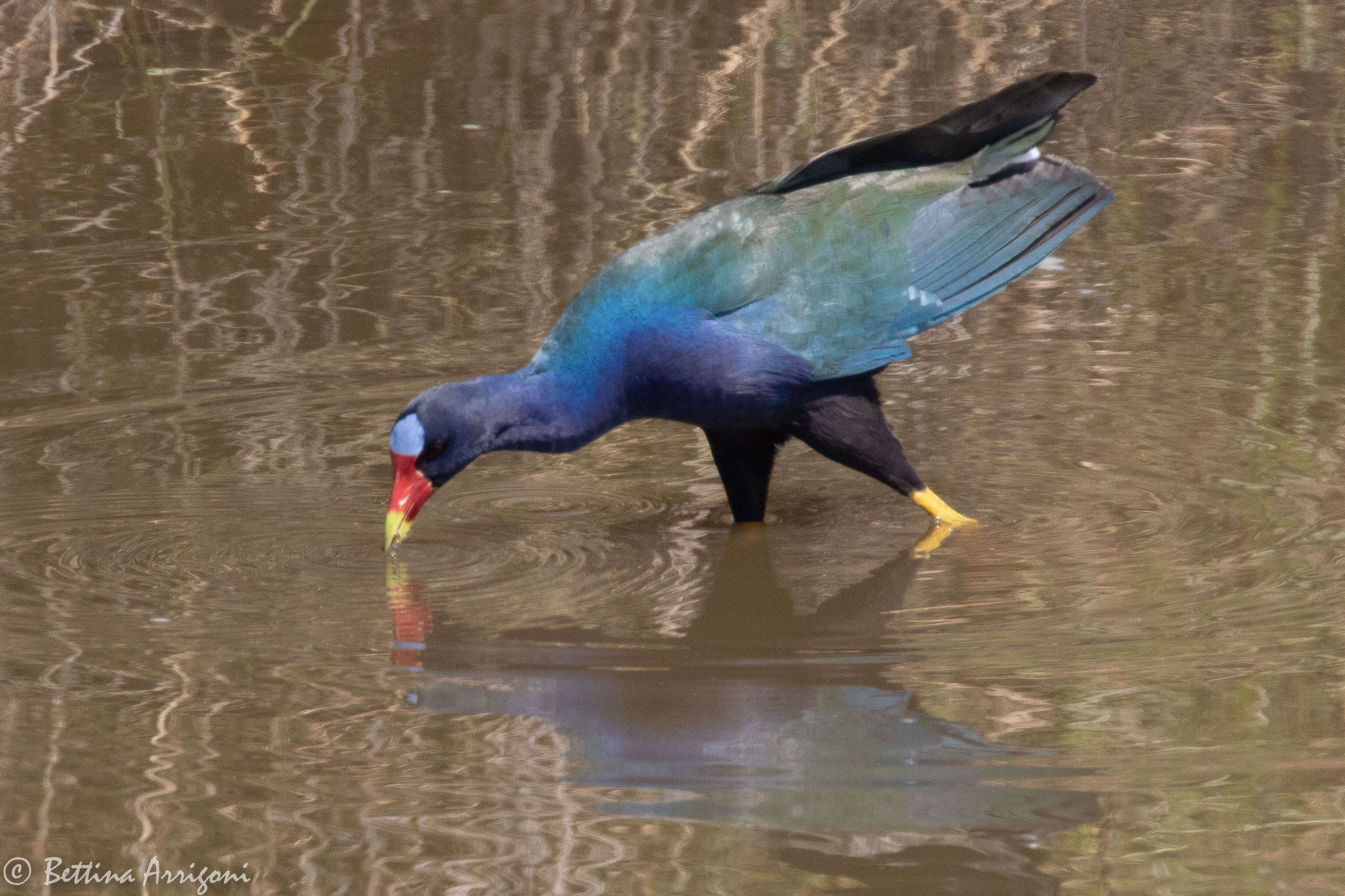 Image of American Purple Gallinule