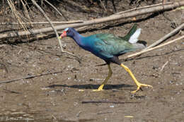 Image of American Purple Gallinule