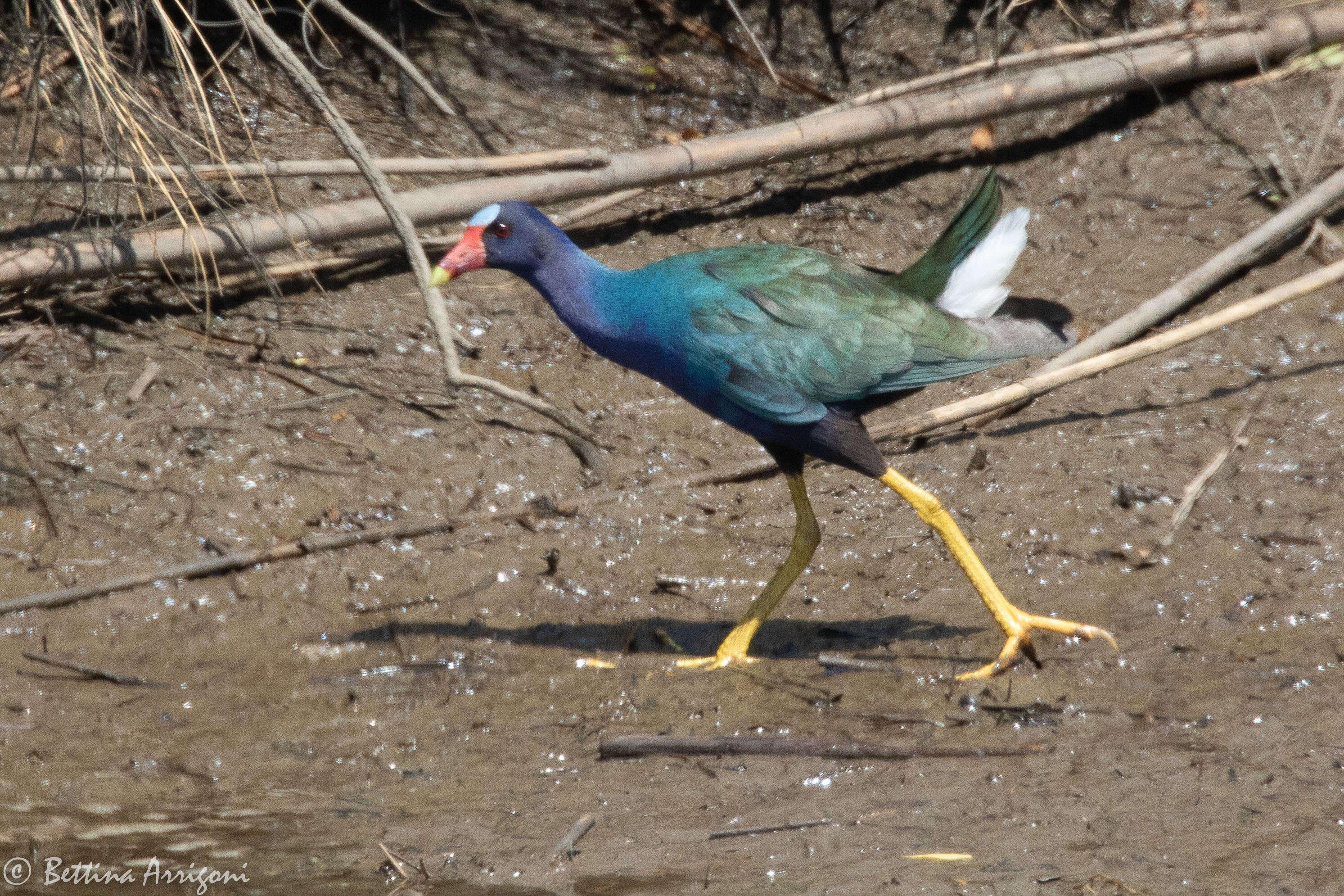 Image of American Purple Gallinule