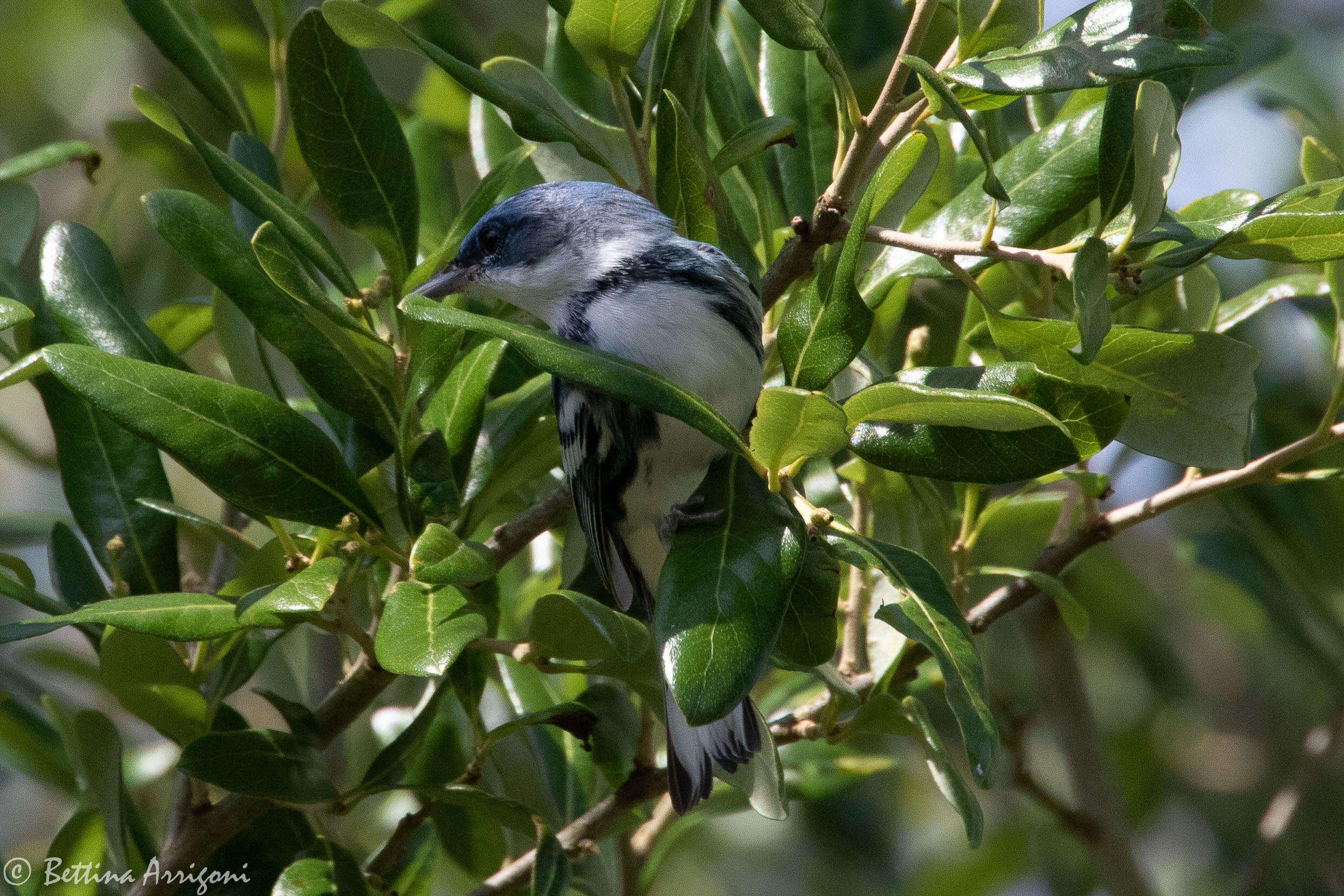 Image of Cerulean Warbler