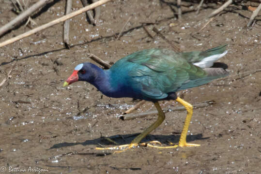 Image of American Purple Gallinule