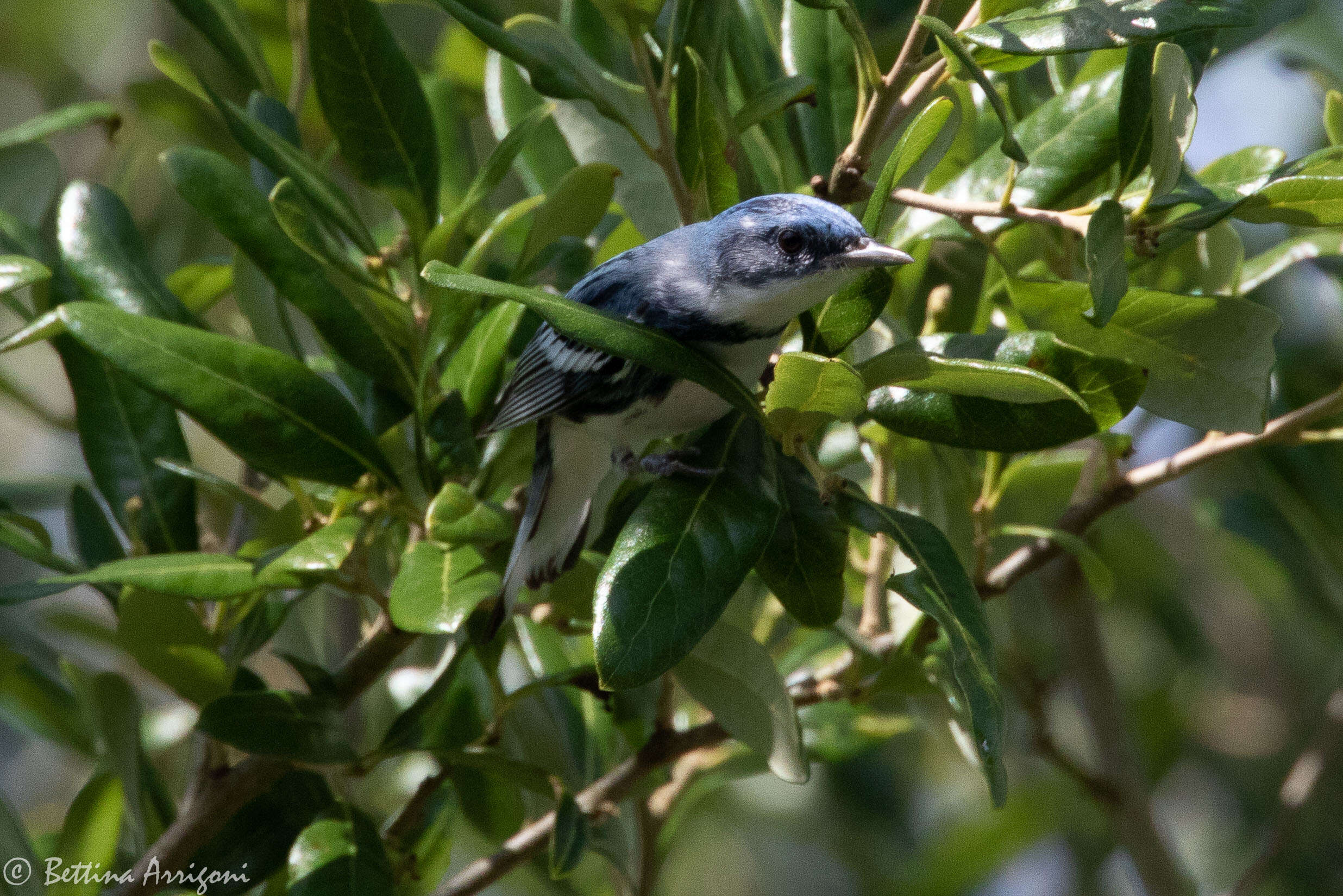 Image of Cerulean Warbler