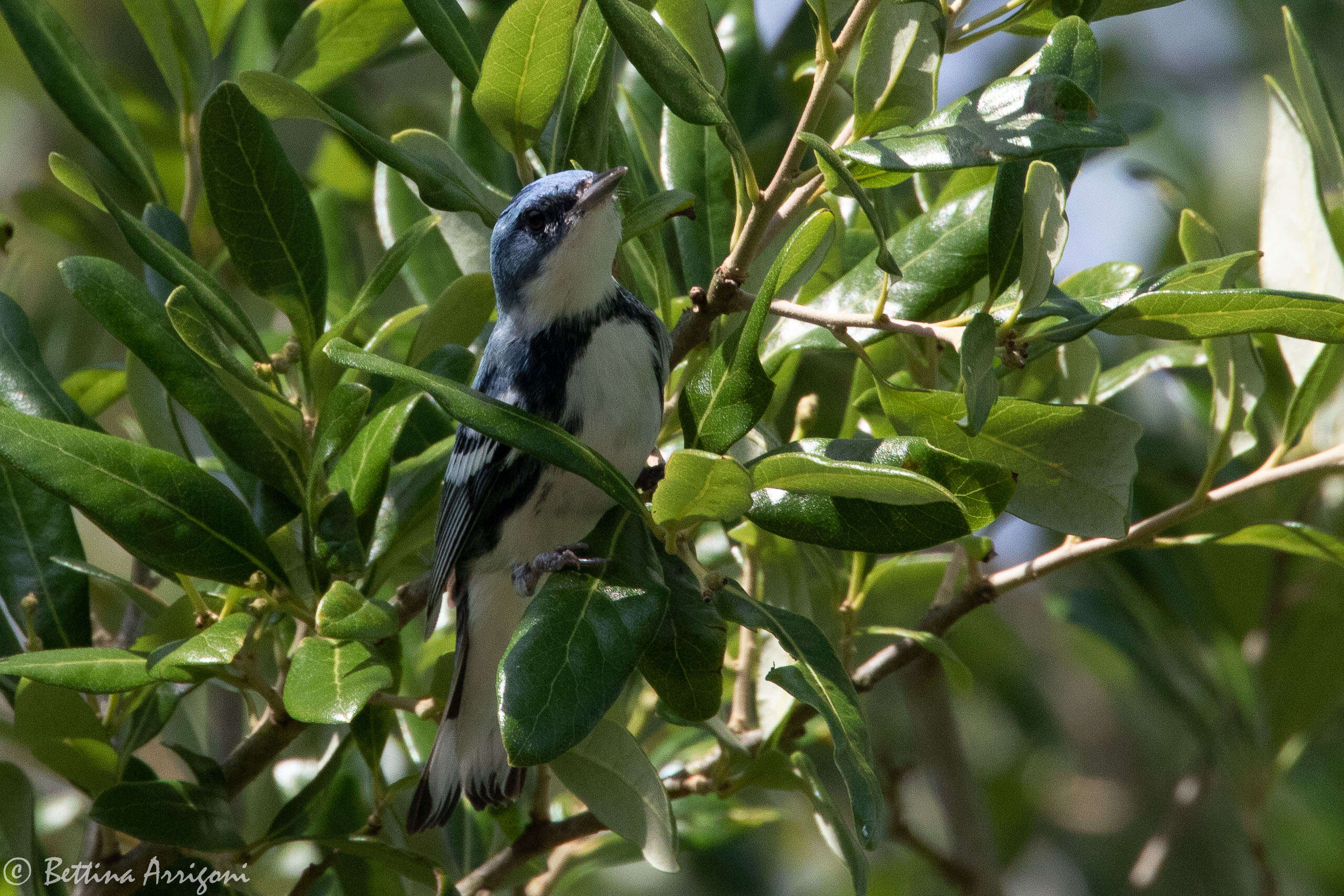 Image of Cerulean Warbler