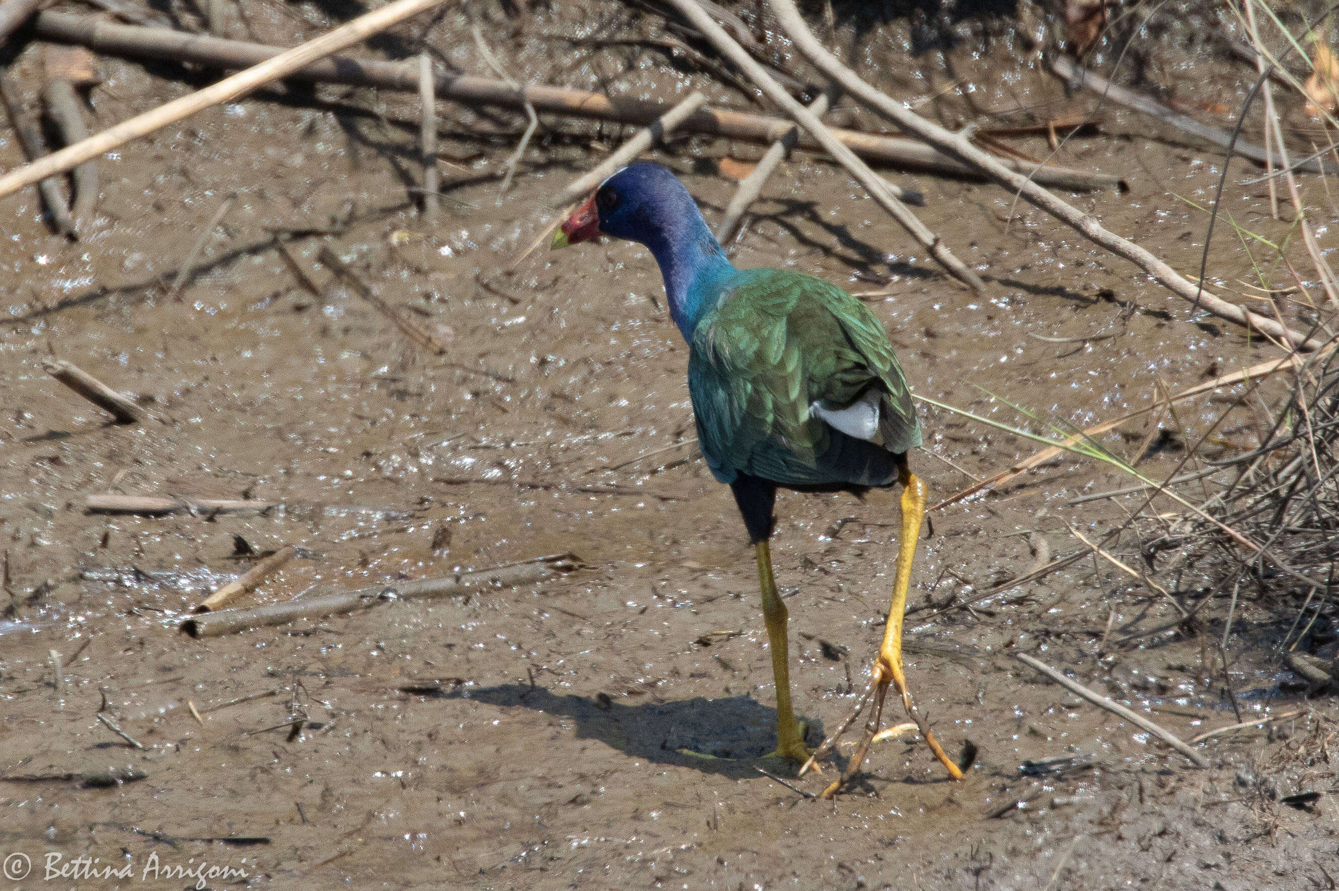 Image of American Purple Gallinule