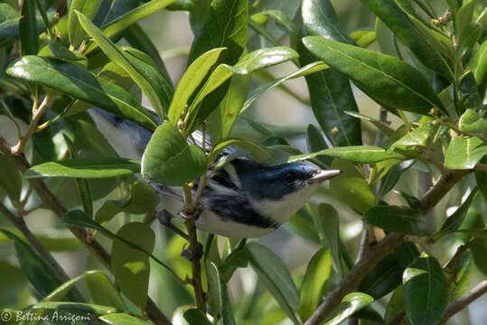 Image of Cerulean Warbler