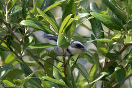 Image of Cerulean Warbler