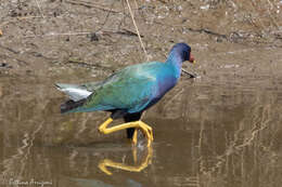 Image of American Purple Gallinule