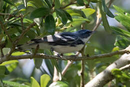 Image of Cerulean Warbler