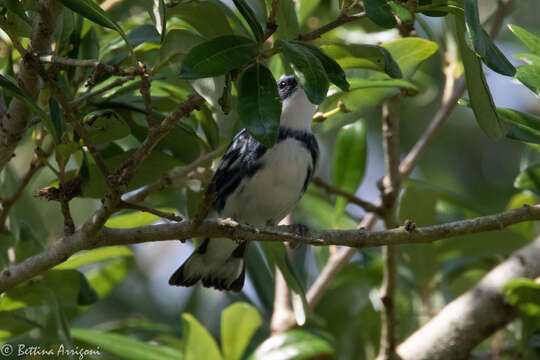 Image of Cerulean Warbler