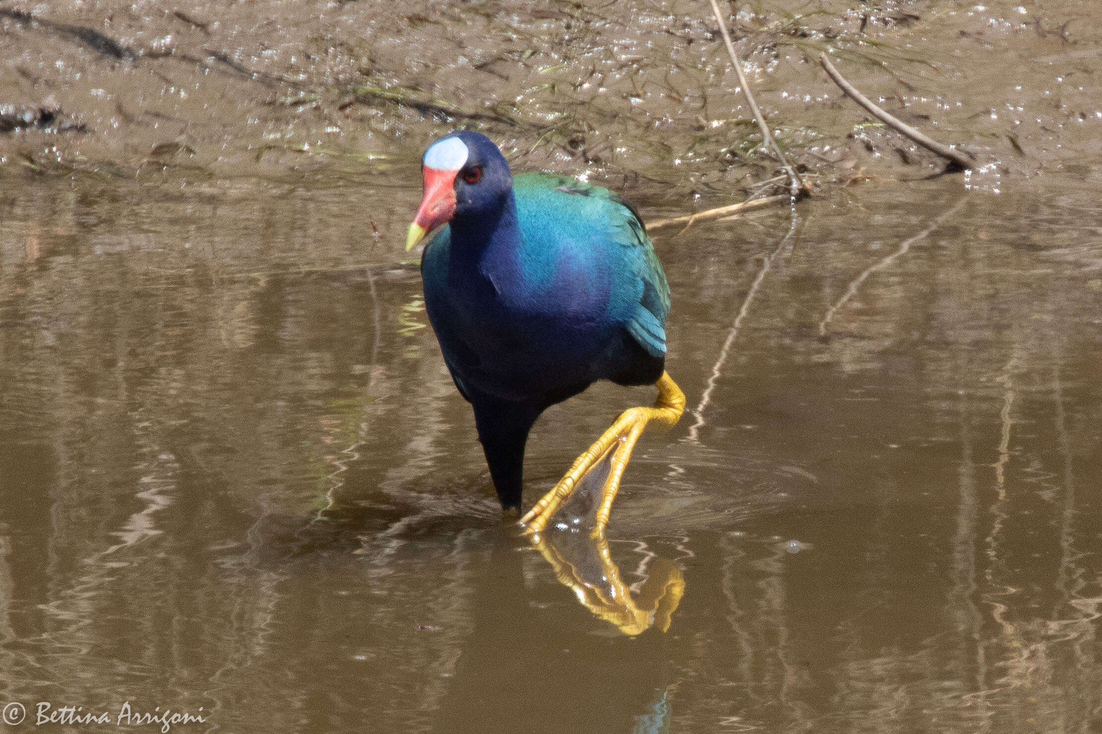 Image of American Purple Gallinule