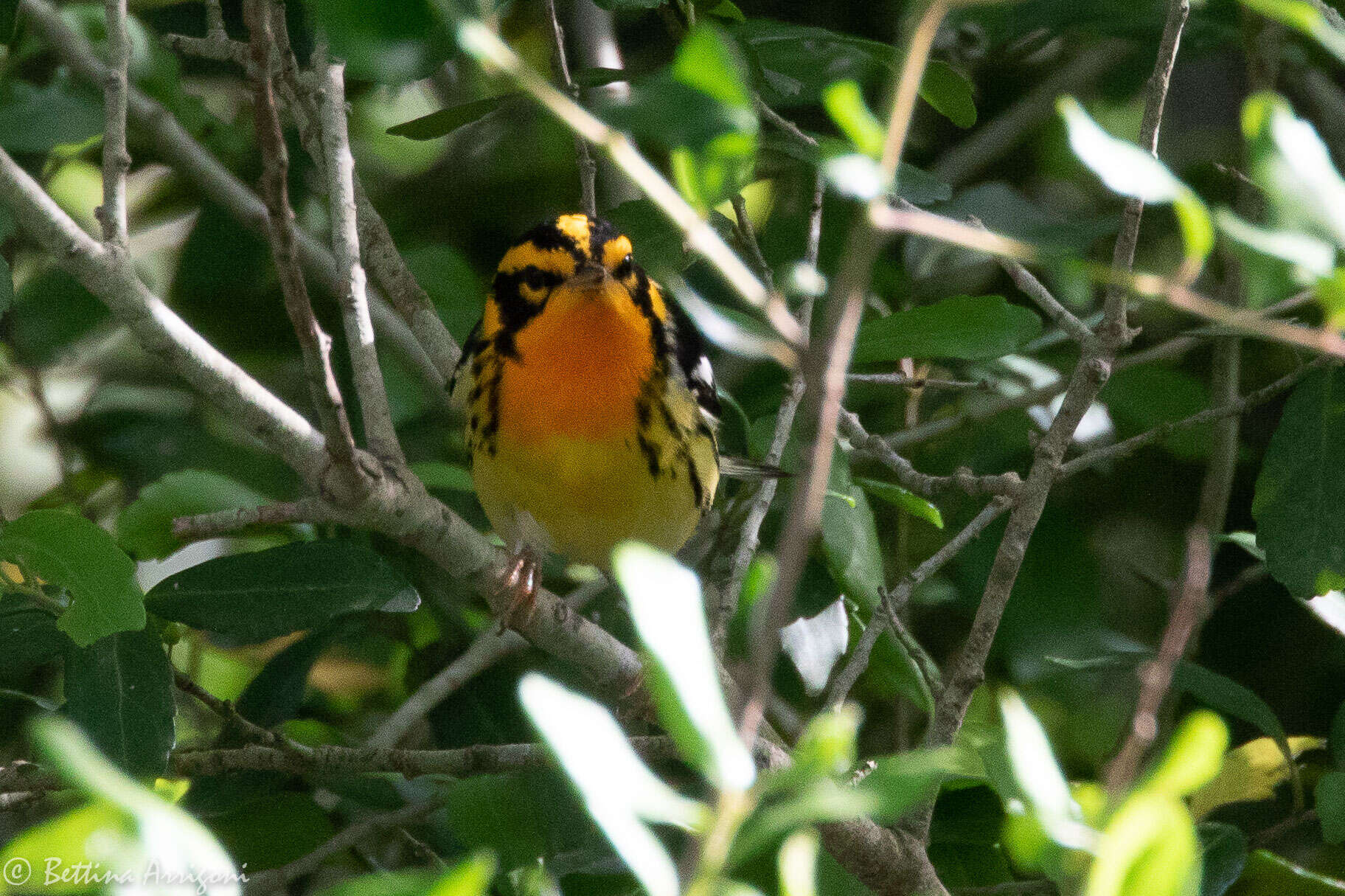 Image of Blackburnian Warbler