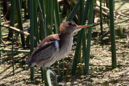 Image of Least Bittern