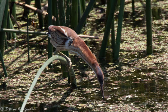 Image of Least Bittern