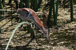 Image of Least Bittern