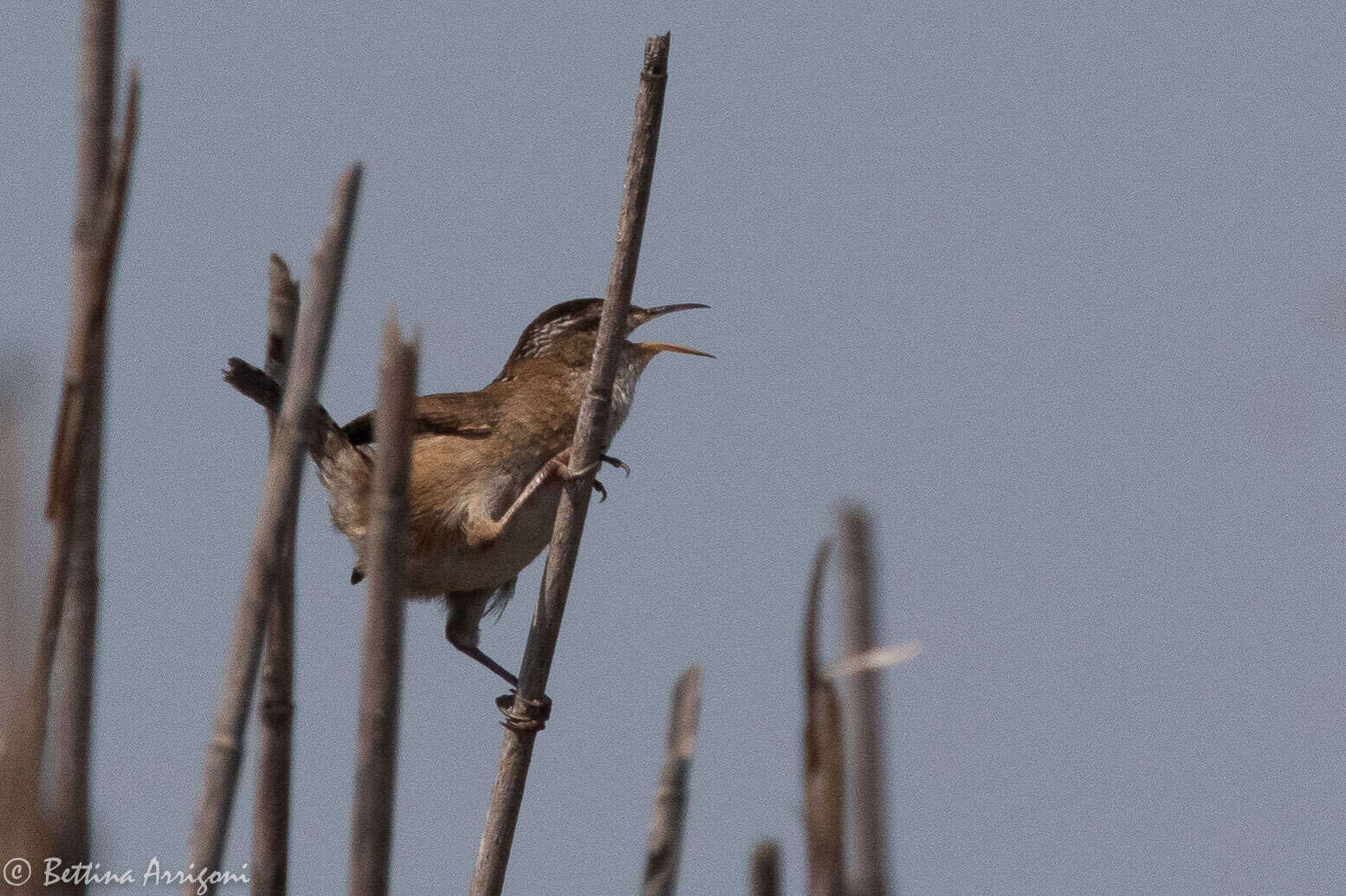 Image of Marsh Wren