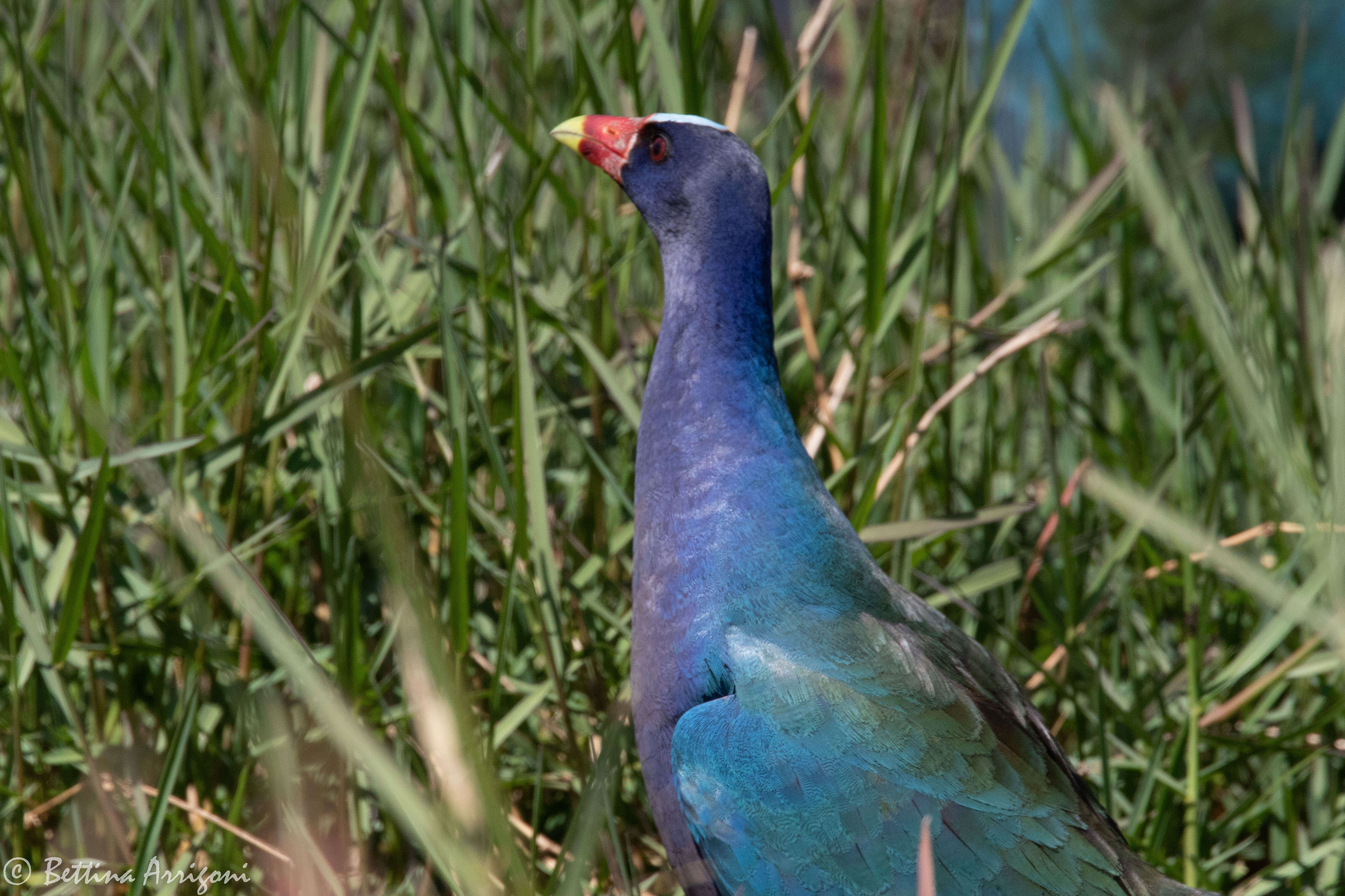 Image of American Purple Gallinule