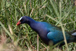 Image of American Purple Gallinule