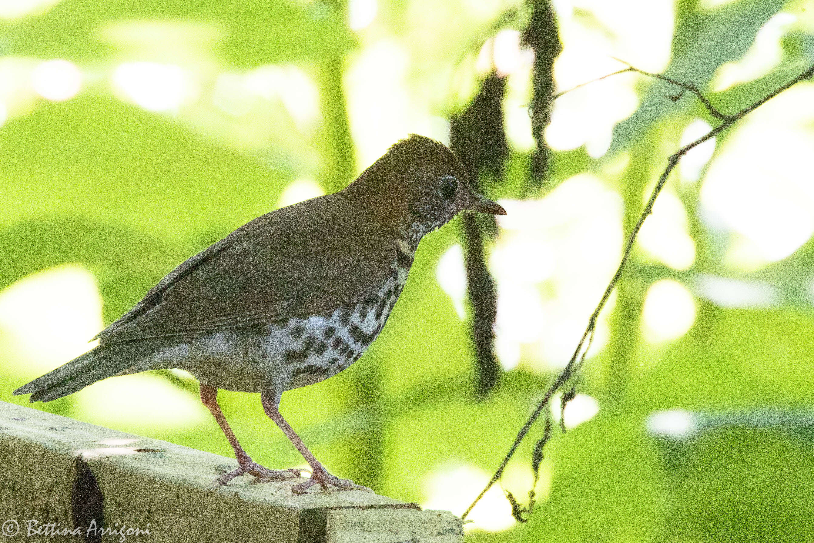 Image of Hylocichla Baird & SF 1864