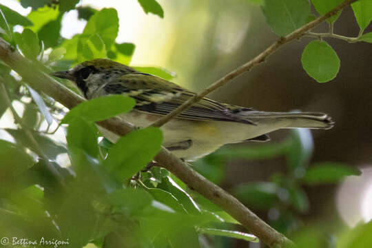 Image of Chestnut-sided Warbler