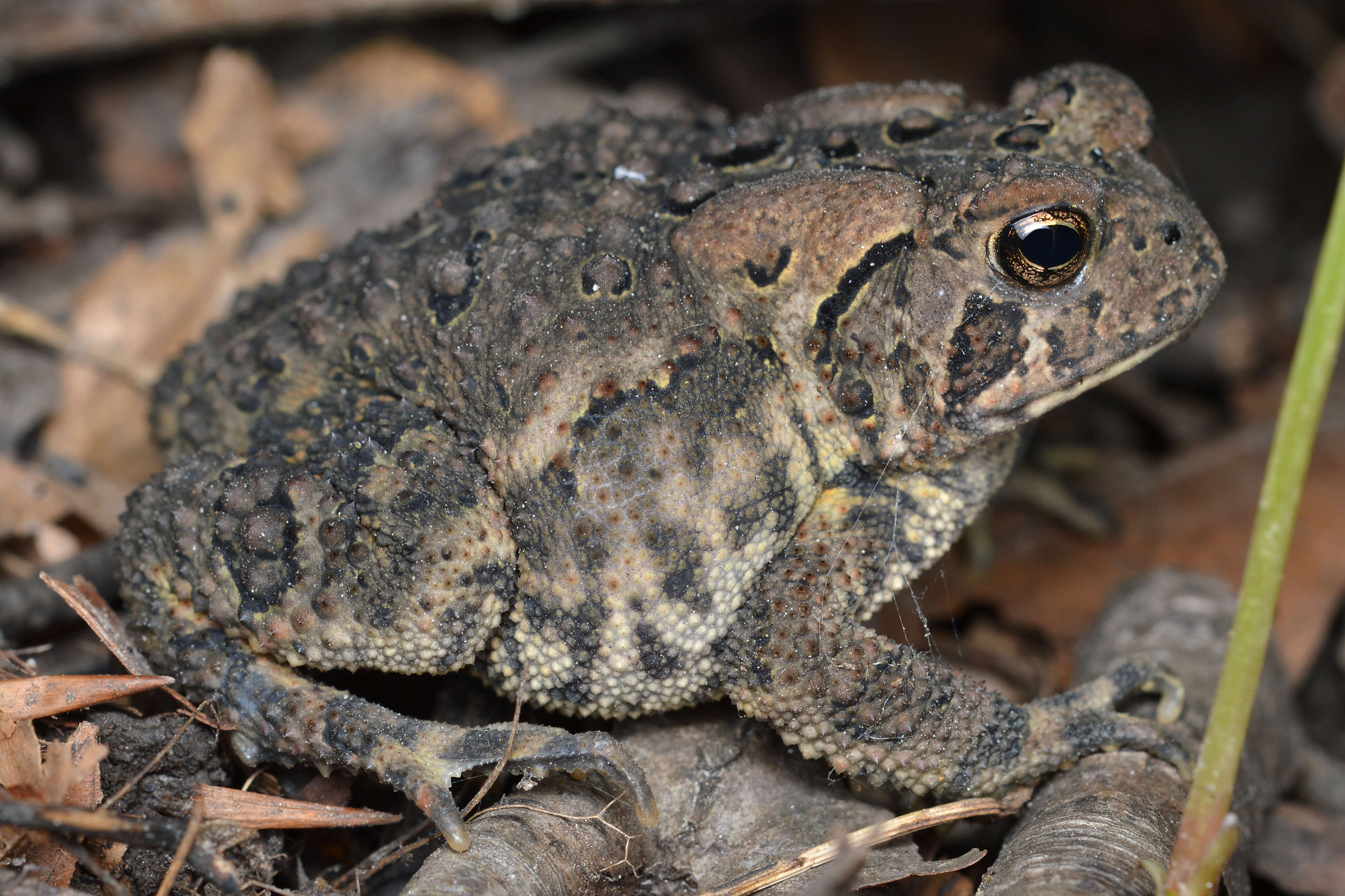 Image of American Toad