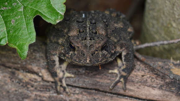 Image de Anaxyrus americanus (Holbrook 1836)