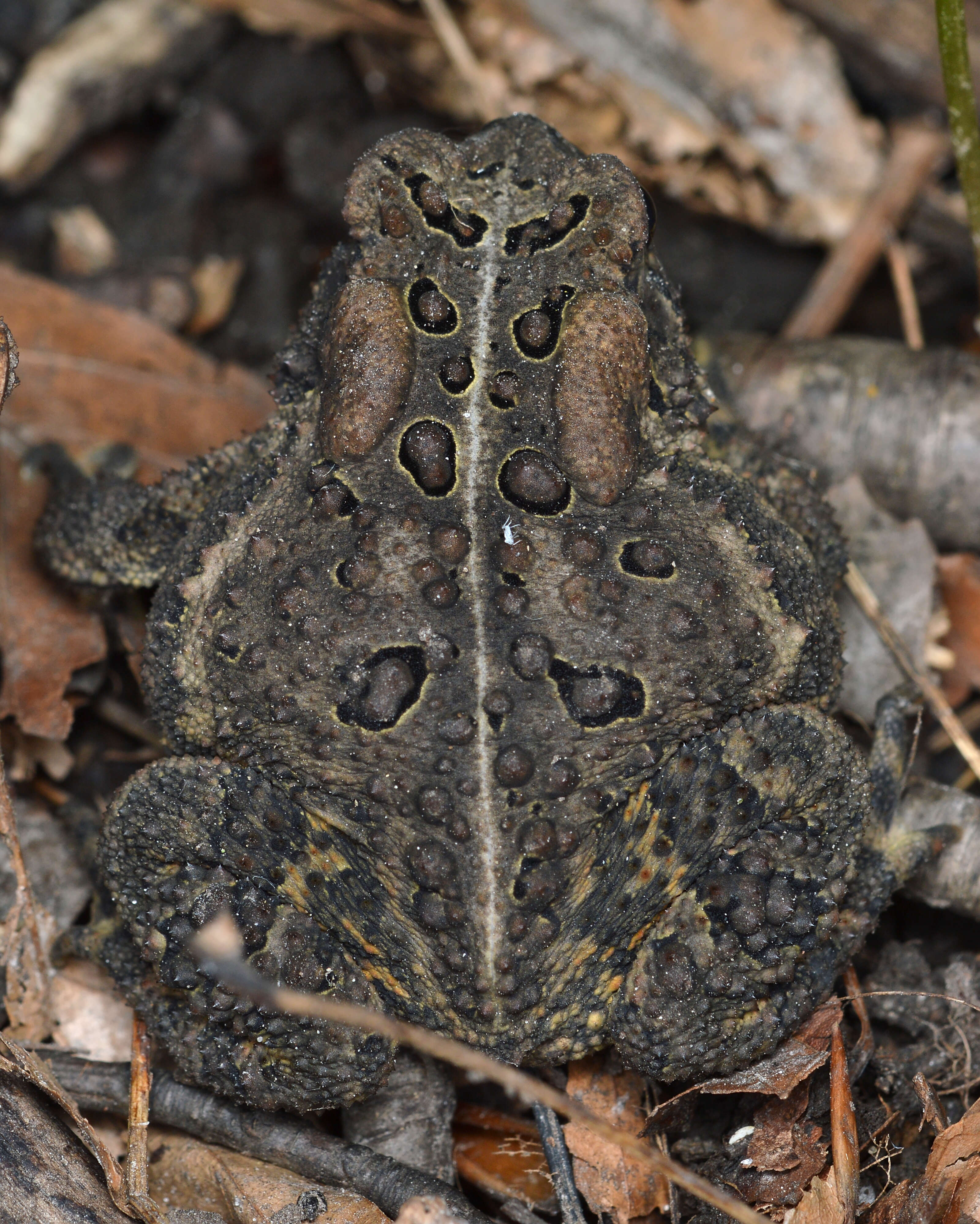 Image of American Toad