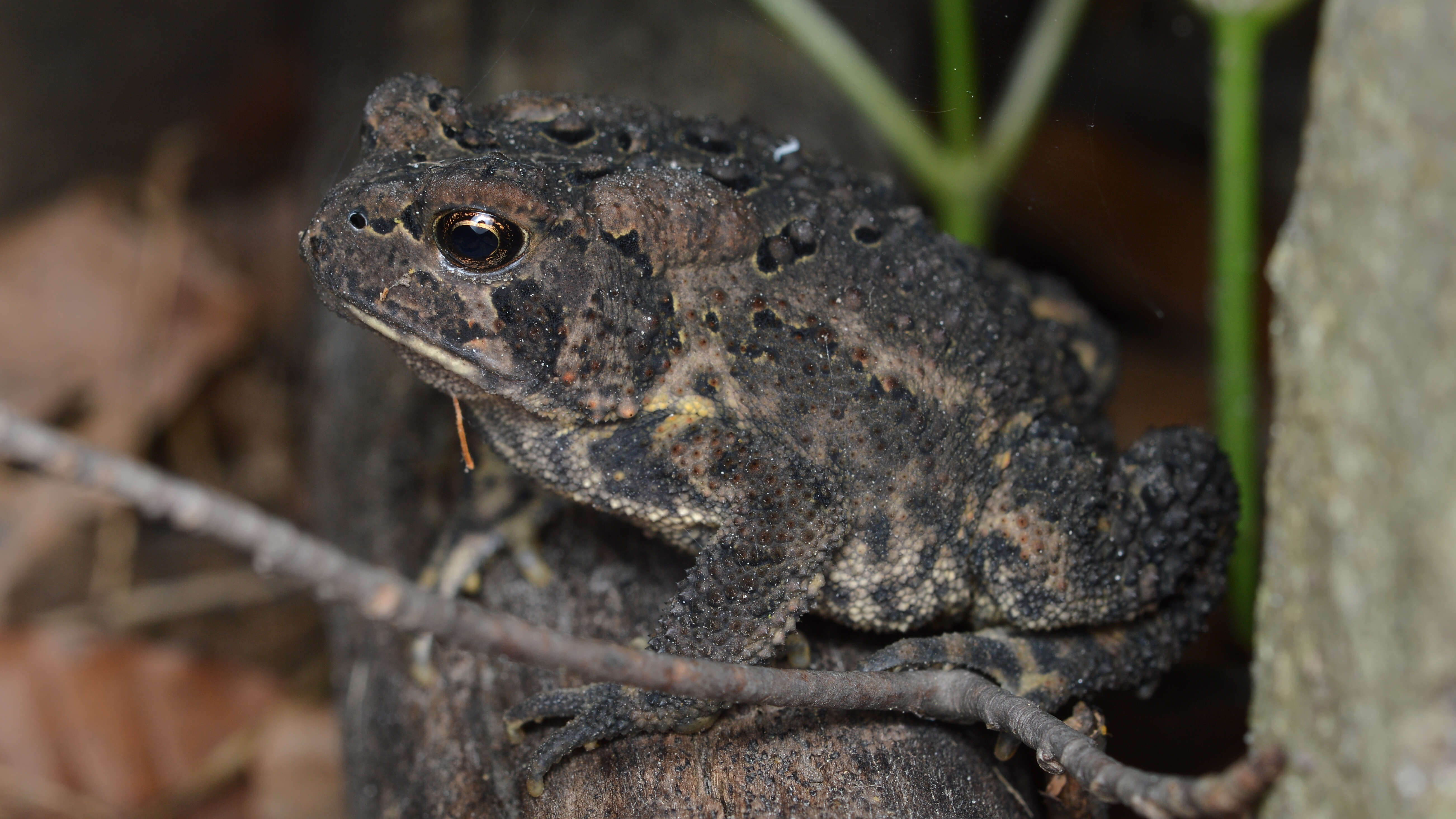 Image de Anaxyrus americanus (Holbrook 1836)