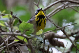 Image of Magnolia Warbler