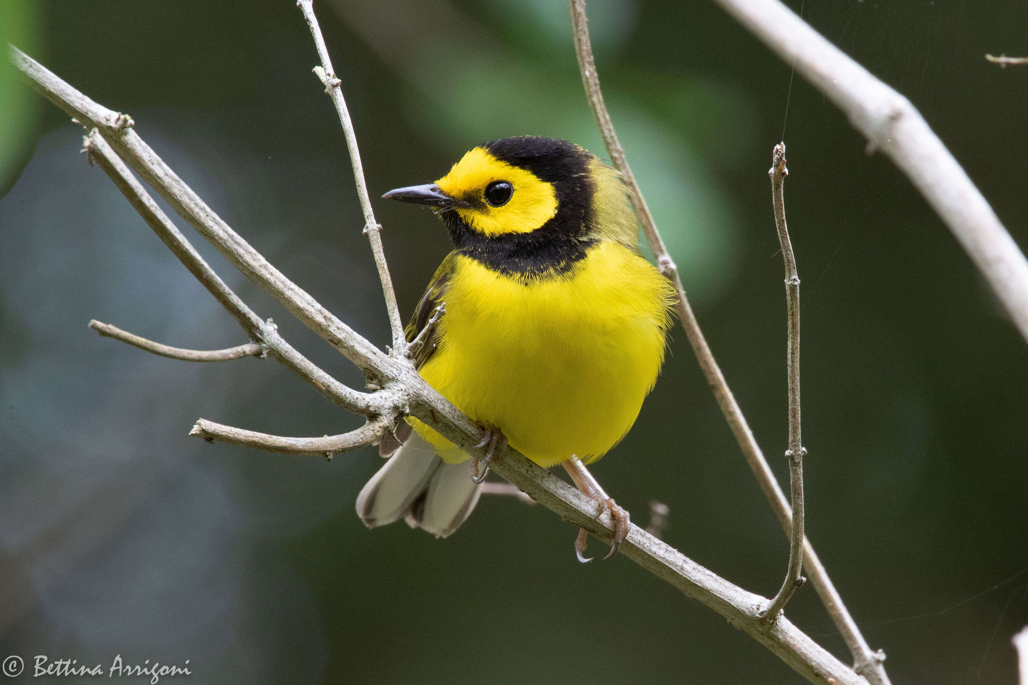 Image of Hooded Warbler