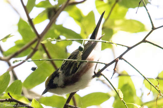 Image of Chestnut-sided Warbler