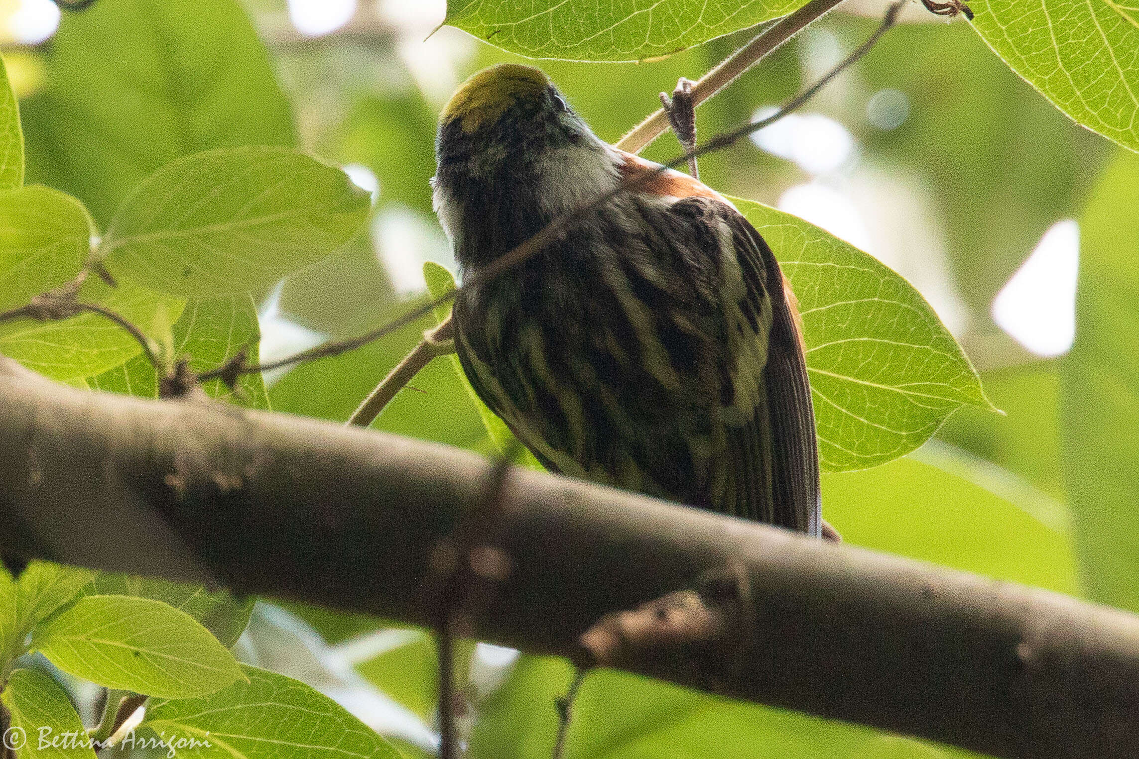 Image of Chestnut-sided Warbler