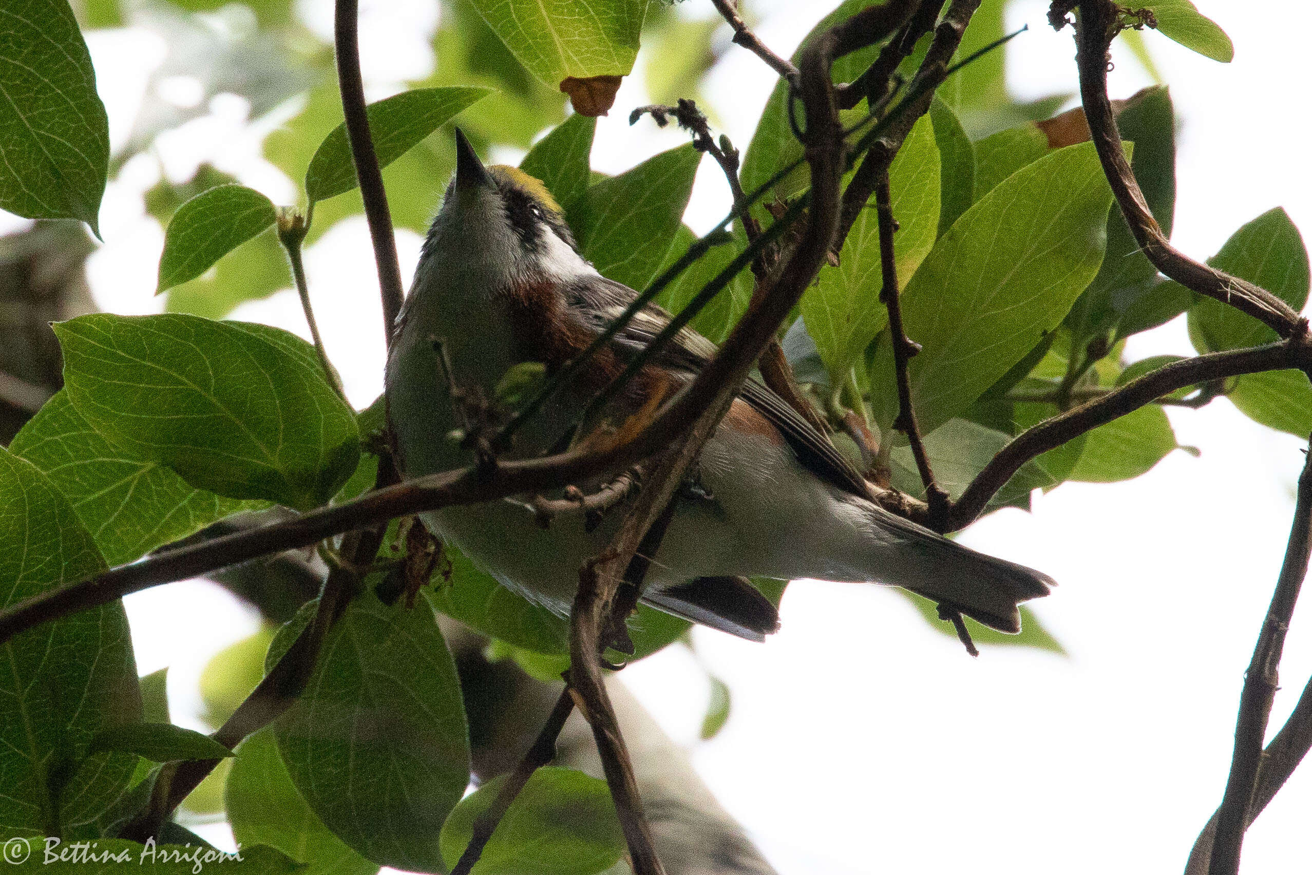 Image of Chestnut-sided Warbler