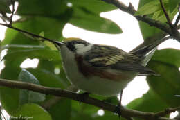 Image of Chestnut-sided Warbler