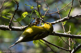 Image of Blue-winged Warbler