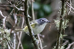 Image of Blue-headed Vireo