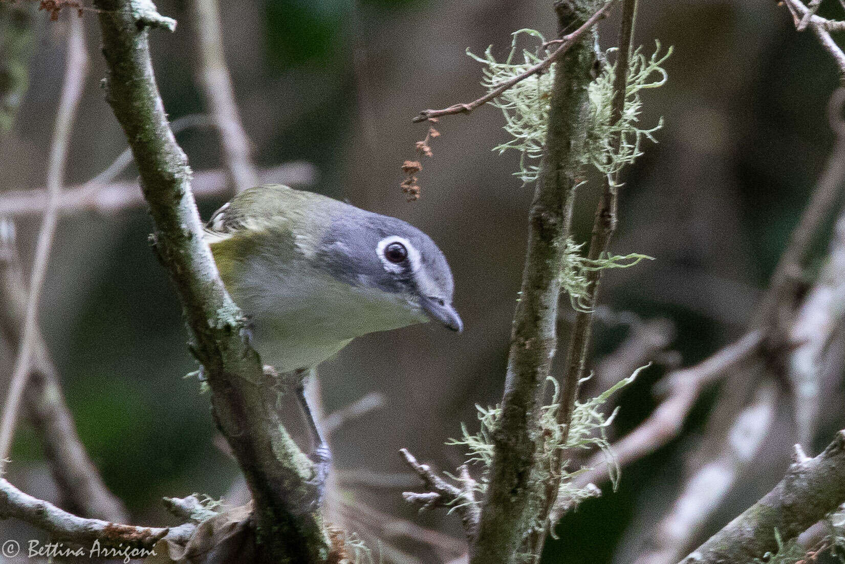 Image of Blue-headed Vireo