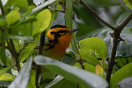 Image of Blackburnian Warbler