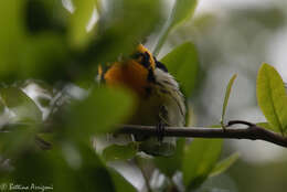 Image of Blackburnian Warbler