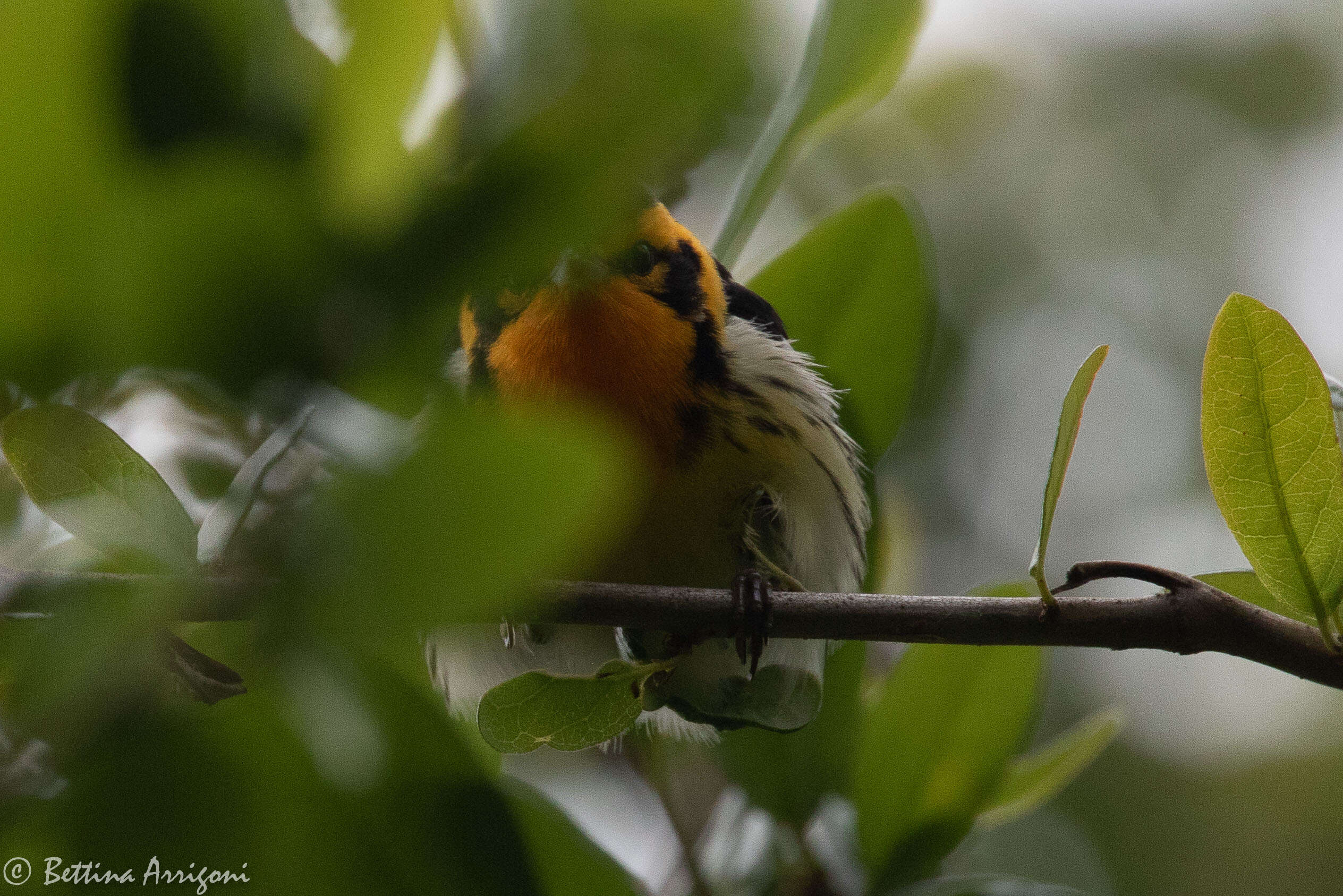 Image of Blackburnian Warbler