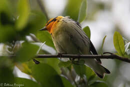 Image of Blackburnian Warbler