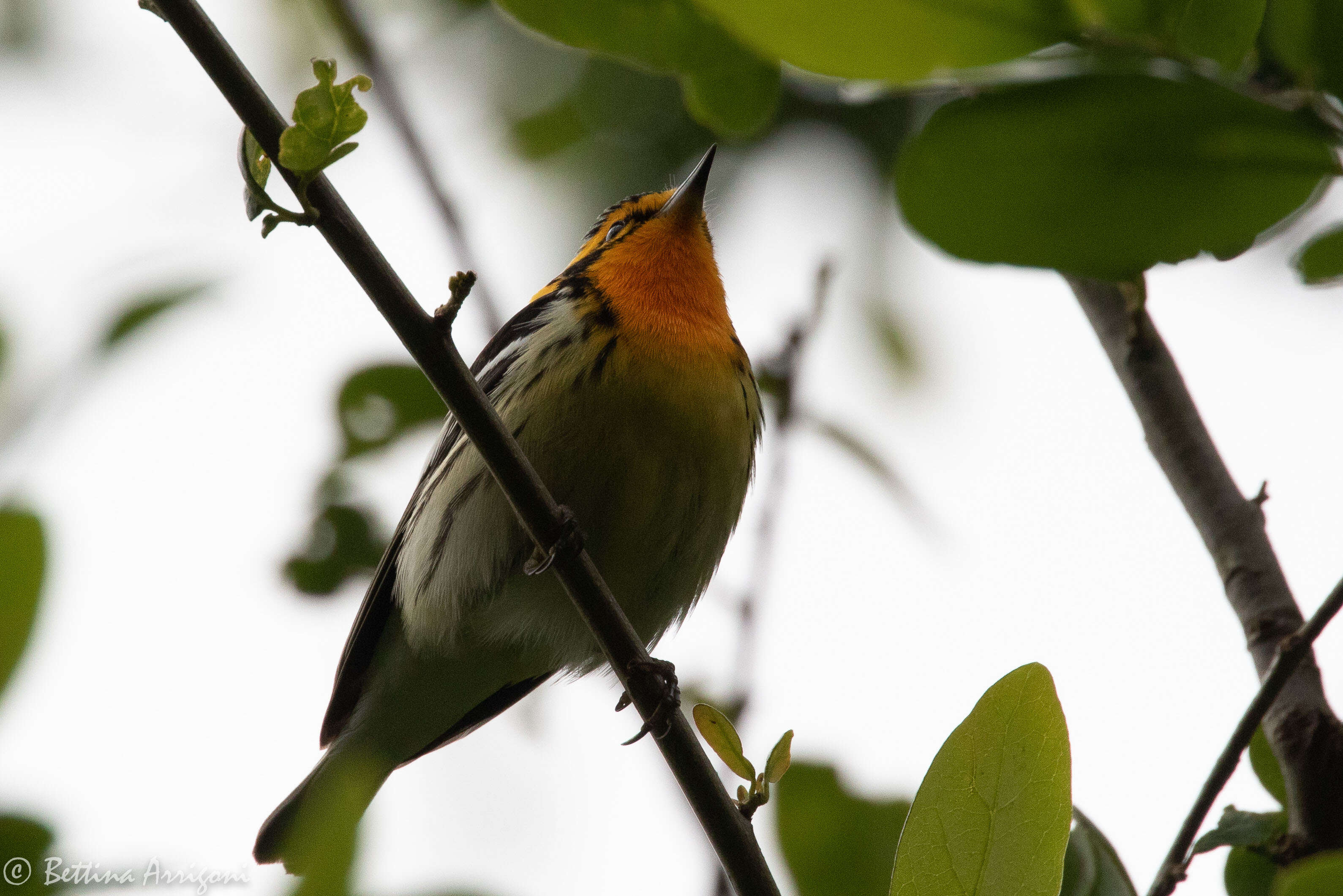 Image of Blackburnian Warbler