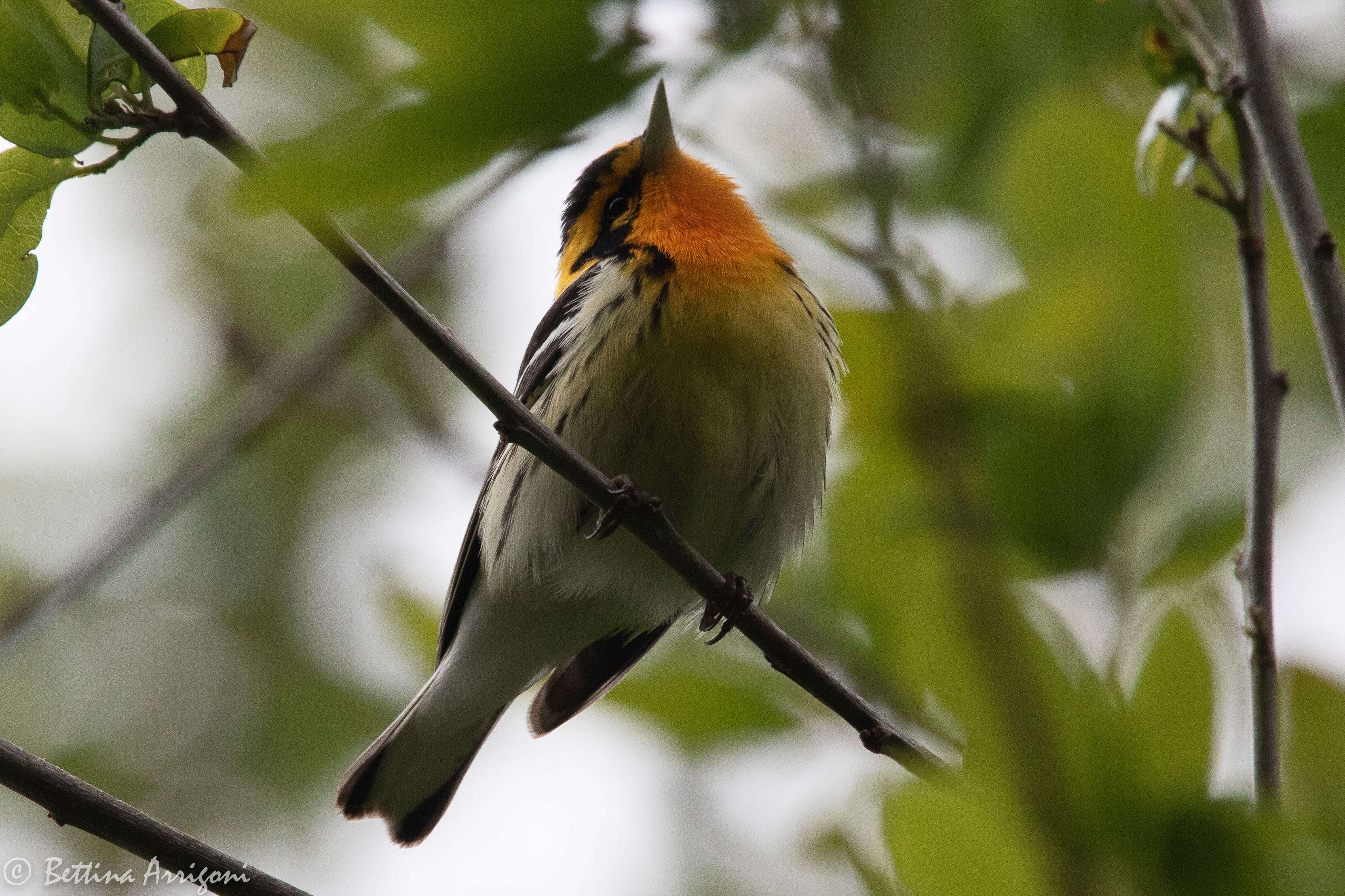 Image of Blackburnian Warbler