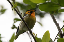 Image of Blackburnian Warbler