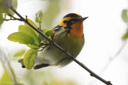 Image of Blackburnian Warbler