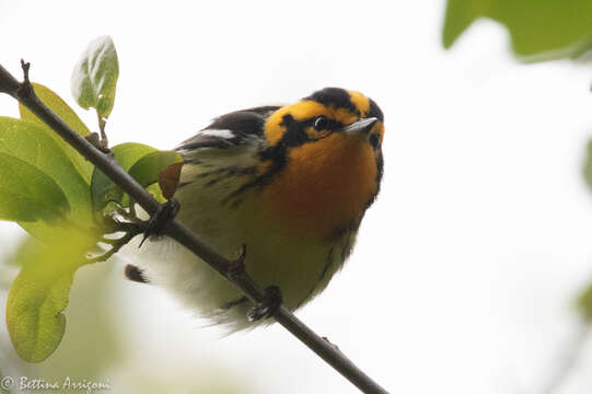 Image of Blackburnian Warbler