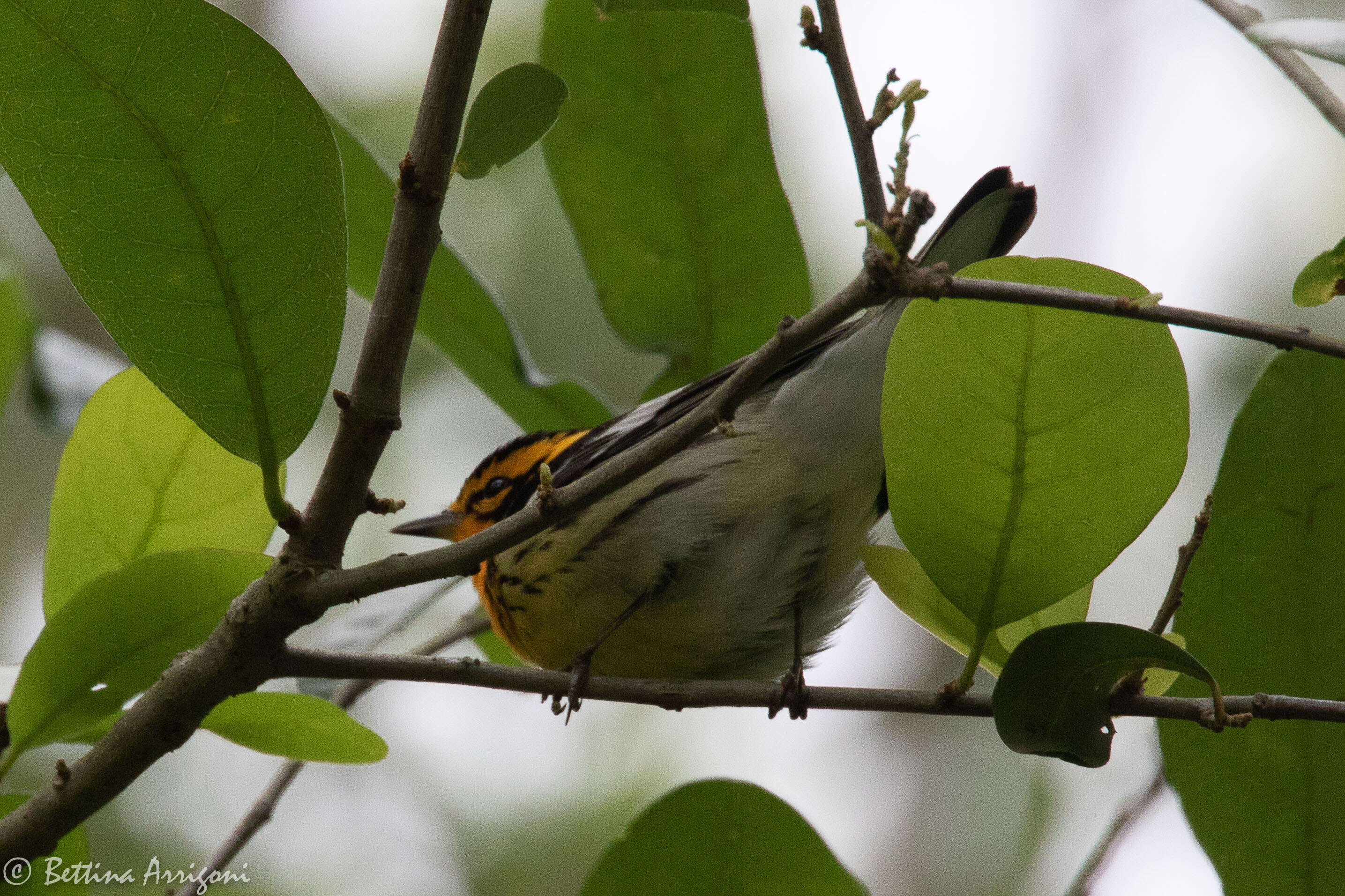 Image of Blackburnian Warbler